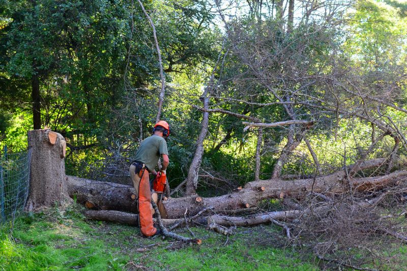 Tree Cutting Service