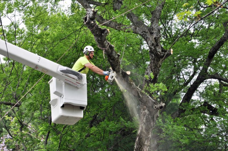 Safety in Tree Trimming